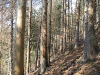 bled_gozdovi_2010.jpg